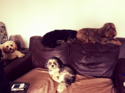 Bertie-Poppy-Alfie-Dylan