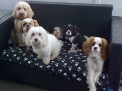 Jackson-Baxter-Dylan-Buddy-Jack