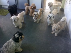 Some of our doggy guests